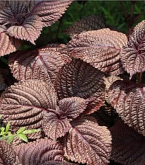 Perila červená - Perilla furtescens - osivo perily - 350 ks