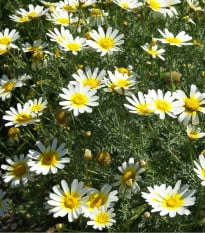 Chryzantéma jedlá - Chrysanthemum coronarium - osivo chryzantémy - 400 ks