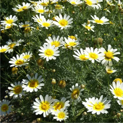 Chryzantéma jedlá - Chrysanthemum coronarium - osivo chryzantémy - 400 ks