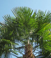 Palma konopná - Žumara ztepilá - Trachycarpus fortunei - osivo palmy - 2 ks