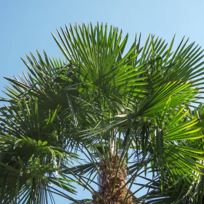 Palma konopná - Žumara ztepilá - Trachycarpus fortunei - osivo palmy - 2 ks