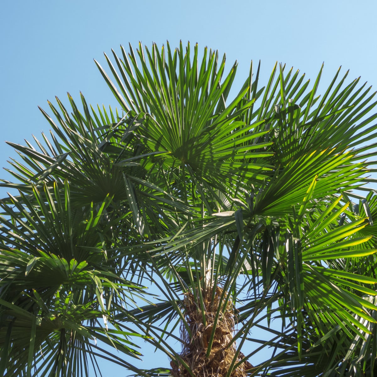 Palma konopná - Žumara ztepilá - Trachycarpus fortunei - osivo palmy - 2 ks