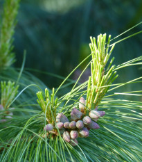 Borovice Yunnan - Pinus yunnanensis - osivo borovice - 5 ks