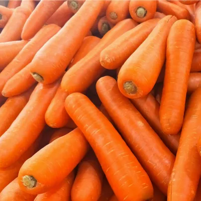 Mrkev Rothild - Daucus carota - osivo mrkve - 900 ks