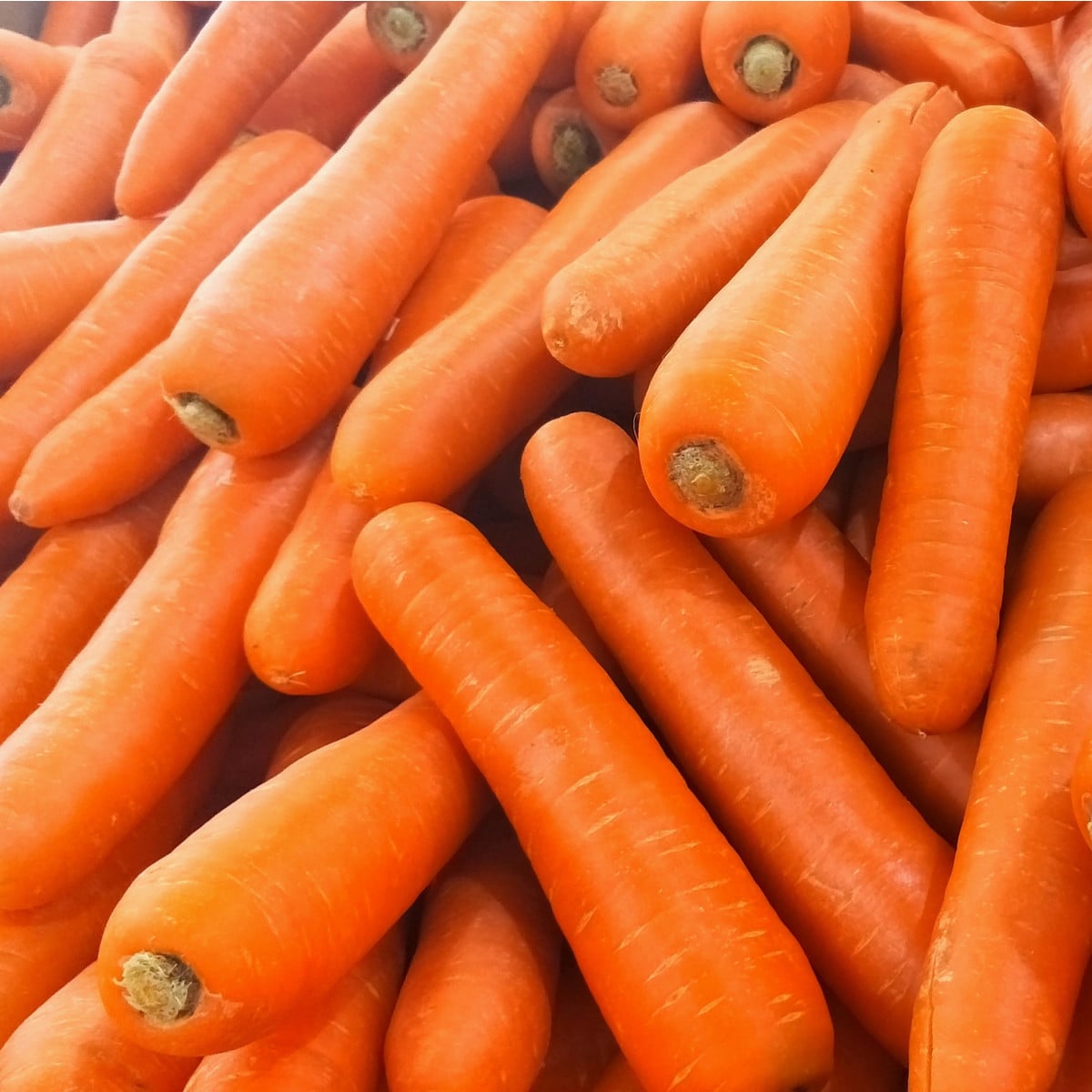 Mrkev Rothild - Daucus carota - osivo mrkve - 900 ks