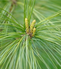 Borovice čínská - Pinus tabuliformis - osivo borovice - 15 ks