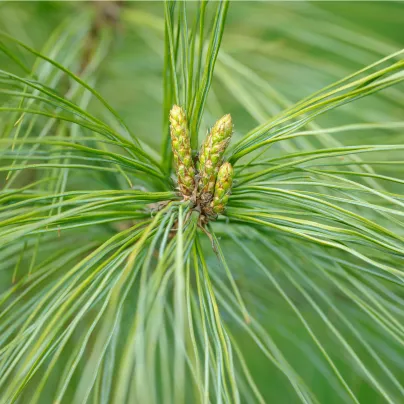 Borovice čínská - Pinus tabuliformis - osivo borovice - 15 ks