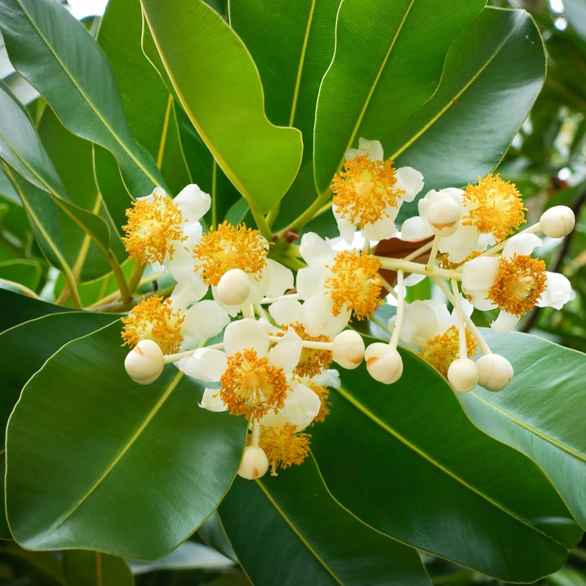 Pulai - Alstonia scholaris - osivo pulai - 8 ks