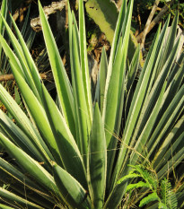 Agáve - Agave bulliana - osivo agáve - 9 ks