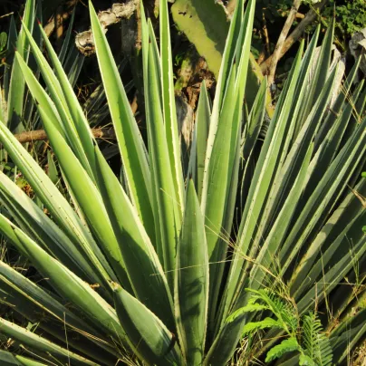 Agáve - Agave bulliana - osivo agáve - 9 ks