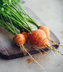 Mrkev kulatá k rychlení Pariser Markt 4 - Daucus carota - osivo mrkve - 500 ks
