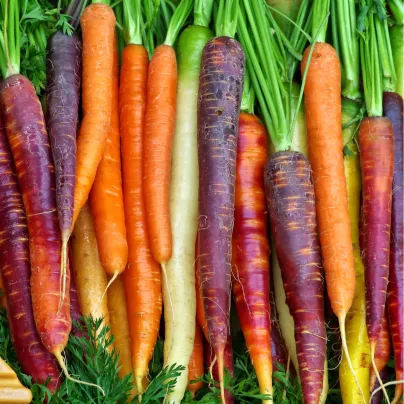 Mrkev letní Rainbow F1 - Daucus carota - osivo mrkve - 50 ks