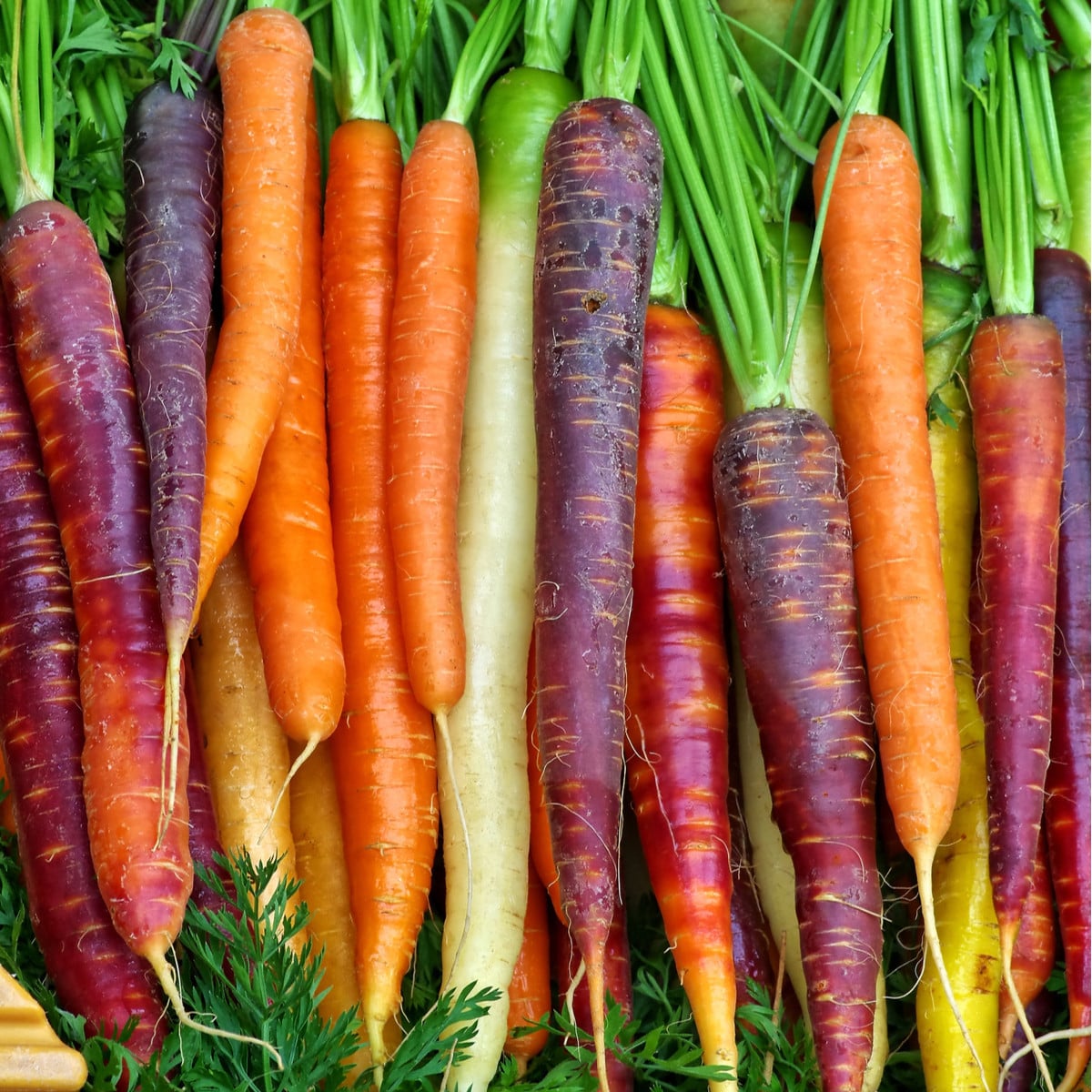 Mrkev letní Rainbow F1 - Daucus carota - osivo mrkve - 50 ks