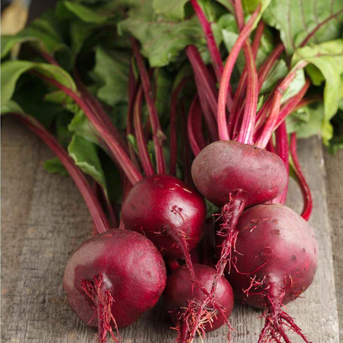 Řepa Ägyptische Plattrunde - Beta vulgaris - osivo řepy - 50 ks