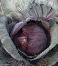 Zelí červené hlávkové Cabeza negra - Brassica oleracea - osivo zelí - 200 ks