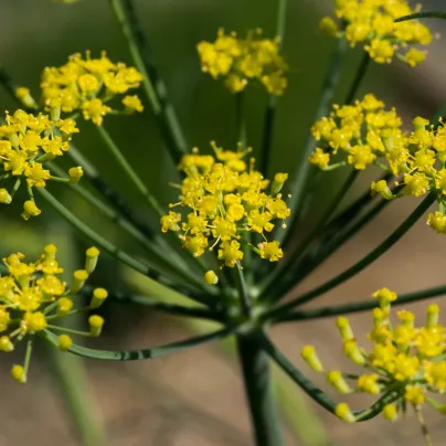 Fenykl kořeninový - Foeniculum vulgare - osivo fenyklu - 100 ks