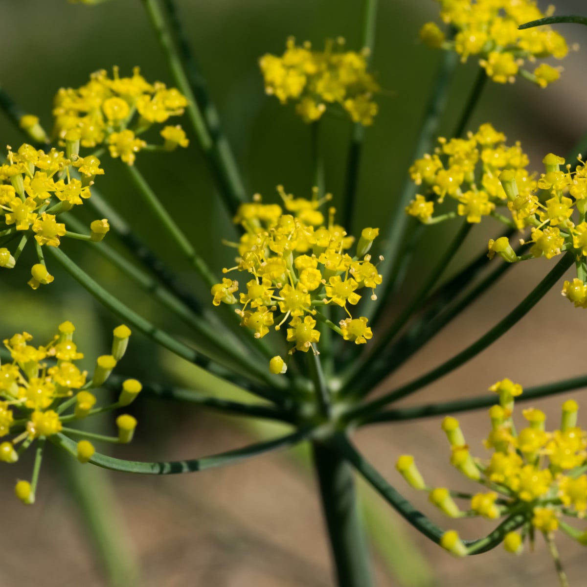 Fenykl kořeninový - Foeniculum vulgare - osivo fenyklu - 100 ks