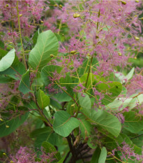 Ruj vlasatá - Cotinus coggygria - osivo ruje - 7 ks