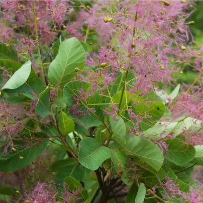 Ruj vlasatá - Cotinus coggygria - osivo ruje - 7 ks