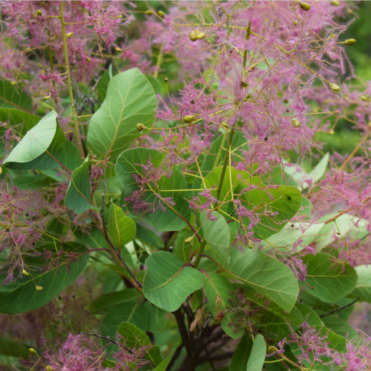 Ruj vlasatá - Cotinus coggygria - osivo ruje - 7 ks