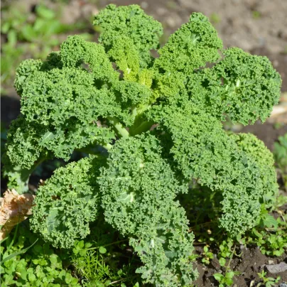 Kadeřávek Lerchenzungen - Brassica oleracea L. - osivo kadeřávku - 150 ks