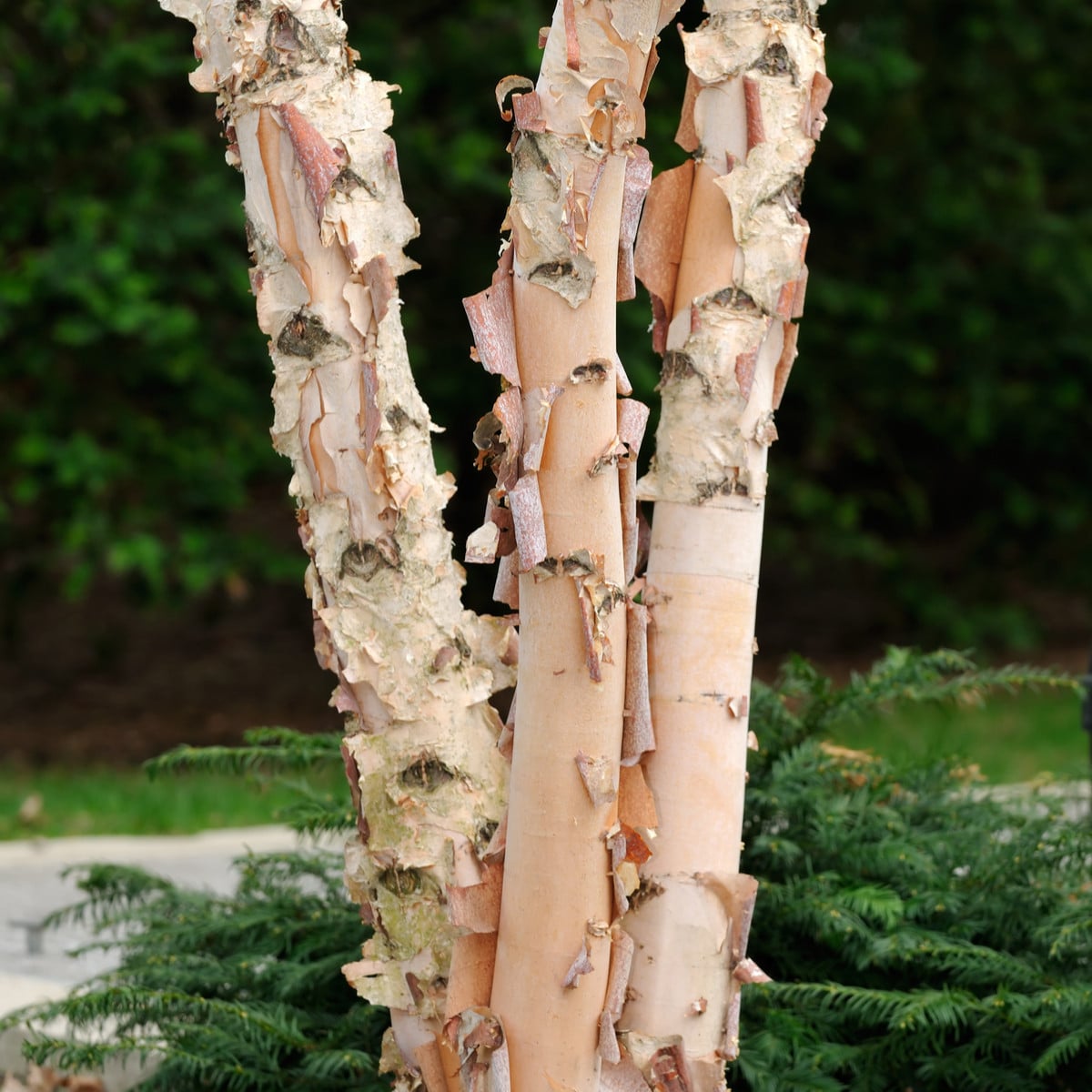 Bříza černá - Betula nigra - osivo břízy - 15 ks