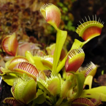 Mucholapka mix - Dionaea - osivo mucholapky - 10 ks