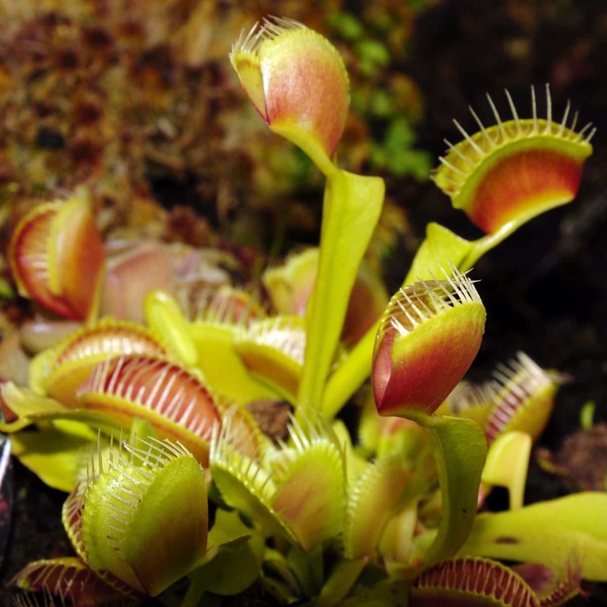 Mucholapka mix - Dionaea - osivo mucholapky - 10 ks