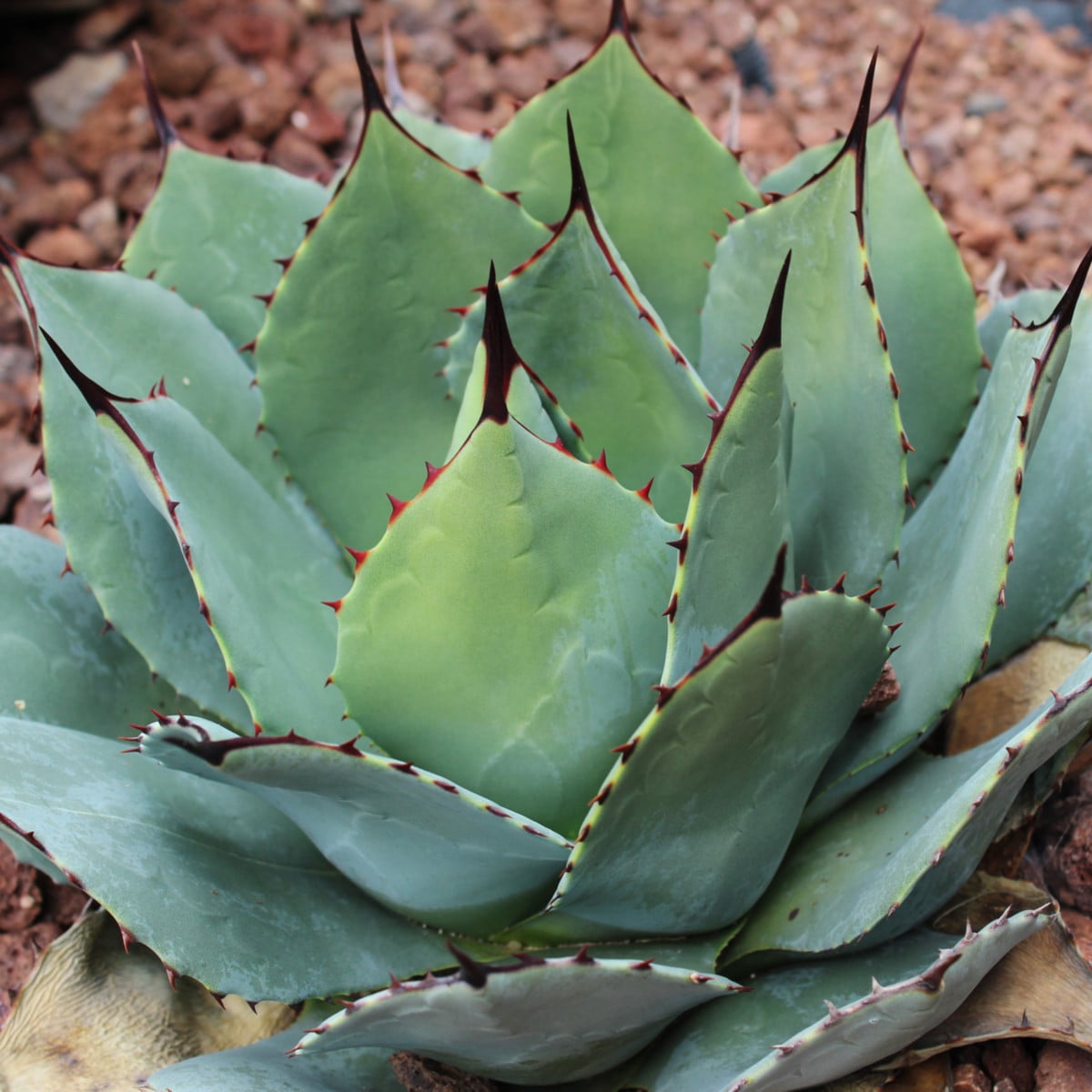 Agáve - Agáve parryi - osivo agáve - 9 ks