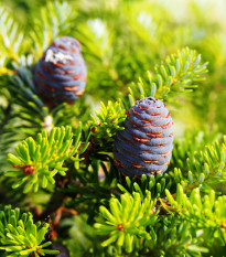 Jedle korejská - Abies koreana - osivo jedle - 7 ks