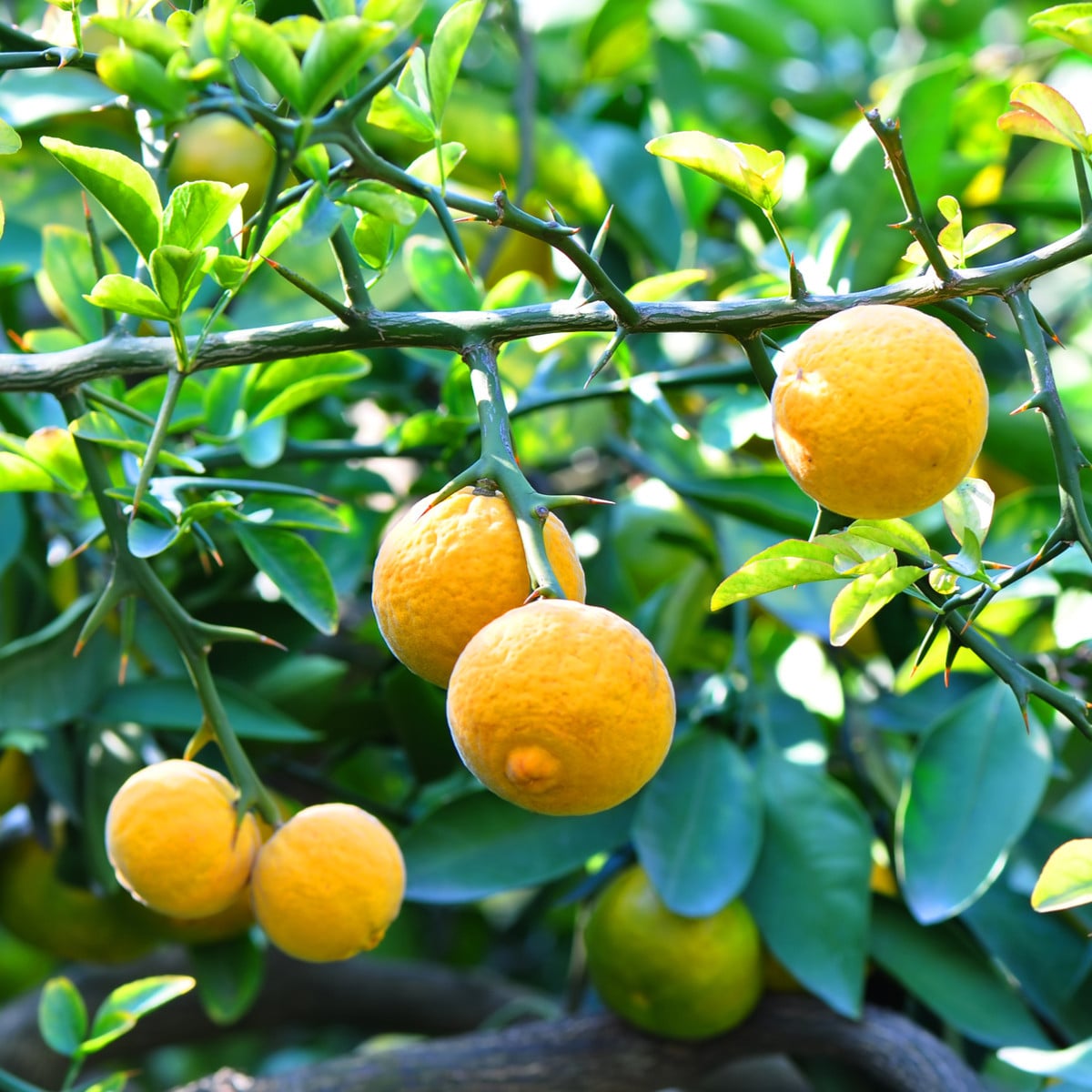 Citronečník trojlistý - Citrus trifoliata - osivo citronečníku - 4 ks