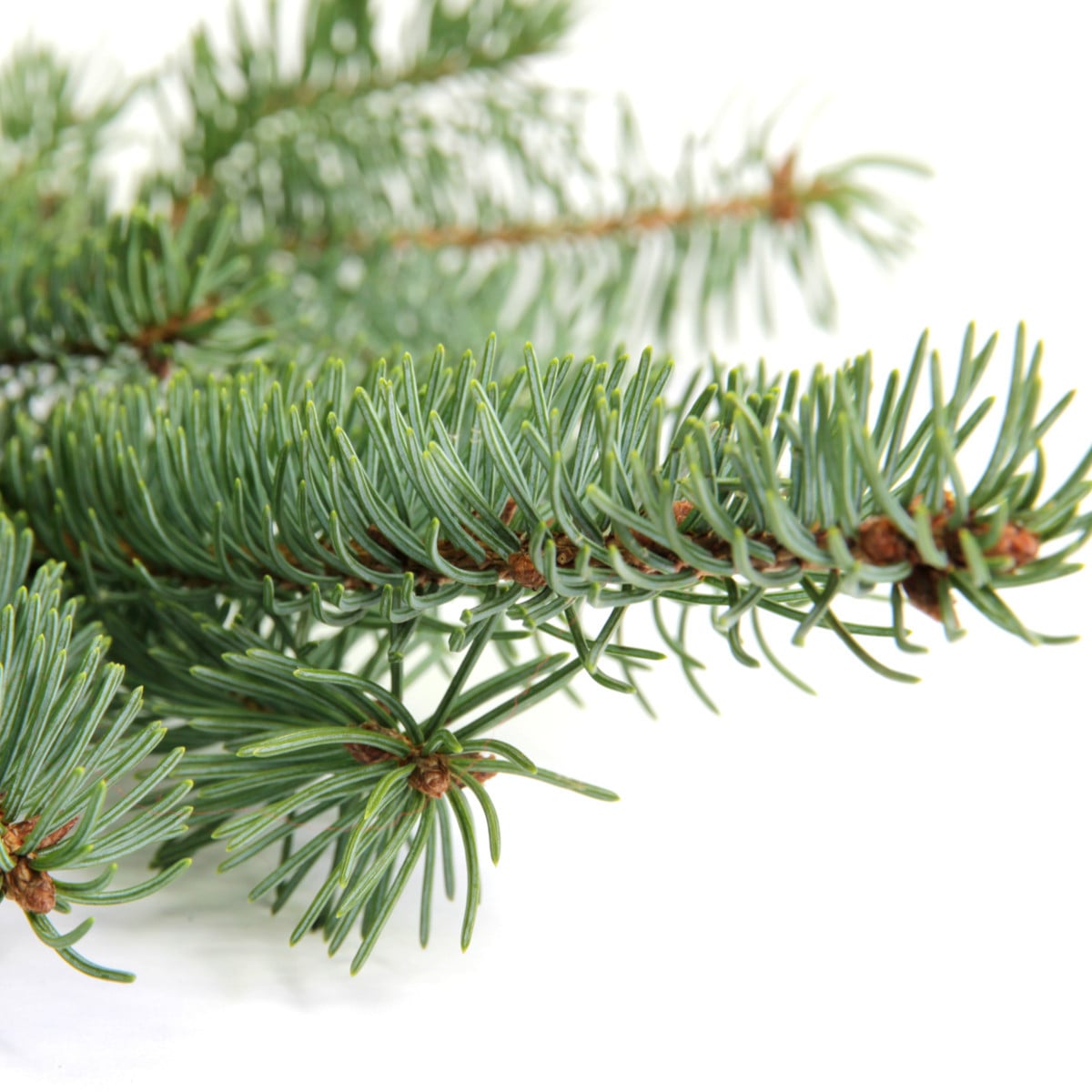 Smrk štětinatý - Smrk dračí - Picea asperata - osivo smrku - 8 ks