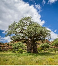 Baobab africký - Adansonia digitata - osivo baobabu - 6 ks