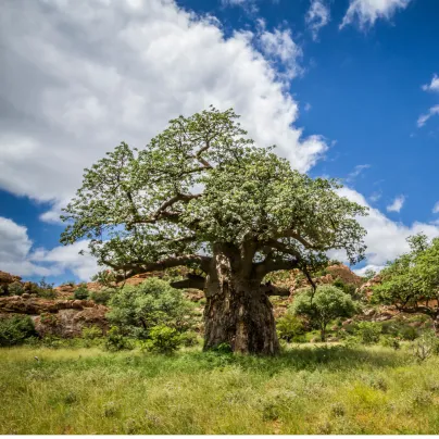 Baobab africký - Adansonia digitata - osivo baobabu - 6 ks