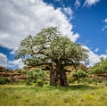 Baobab africký - Adansonia digitata - osivo baobabu - 6 ks