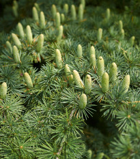Cedr himalájský - Cedrus deodara - osivo cedru - 10 ks