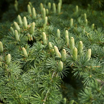Cedr himalájský - Cedrus deodara - osivo cedru - 10 ks