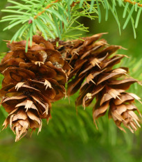 Douglaska tisolistá - Pseudotsuga menziesii - osivo douglasky - 8 ks