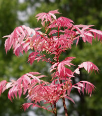 Česnekovník čínský - Toona sinensis - osivo česnekovníku - 7 ks