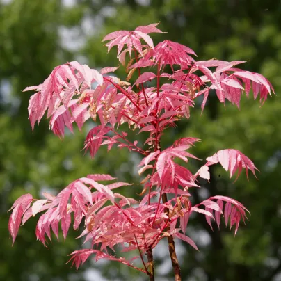 Česnekovník čínský - Toona sinensis - osivo česnekovníku - 7 ks