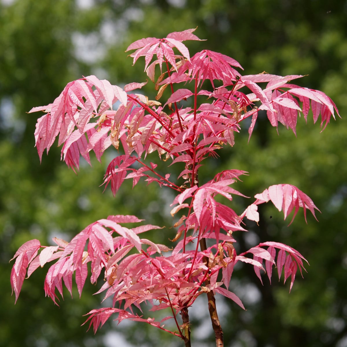 Česnekovník čínský - Toona sinensis - osivo česnekovníku - 7 ks