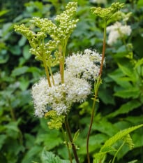 Tužebník jilmový - Filipendula ulmaria - osivo tužebníku - 8 ks
