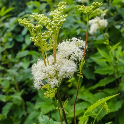 Tužebník jilmový - Filipendula ulmaria - osivo tužebníku - 8 ks