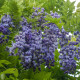 Vistárie čínská - Wisteria sinensis - osivo vistárie - 2 ks
