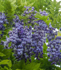 Vistárie čínská - Wisteria sinensis - osivo vistárie - 2 ks