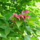 Ambroň západní - Liquidambar formosana - osivo ambroně - 10 ks