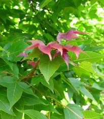 Ambroň západní - Liquidambar formosana - osivo ambroně - 10 ks