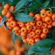 Hlohyně šarlatová - Pyracantha coccinea - osivo hlohyně - 5 ks