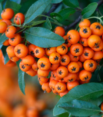 Hlohyně šarlatová - Pyracantha coccinea - osivo hlohyně - 5 ks