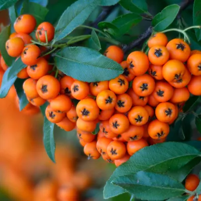 Hlohyně šarlatová - Pyracantha coccinea - osivo hlohyně - 5 ks